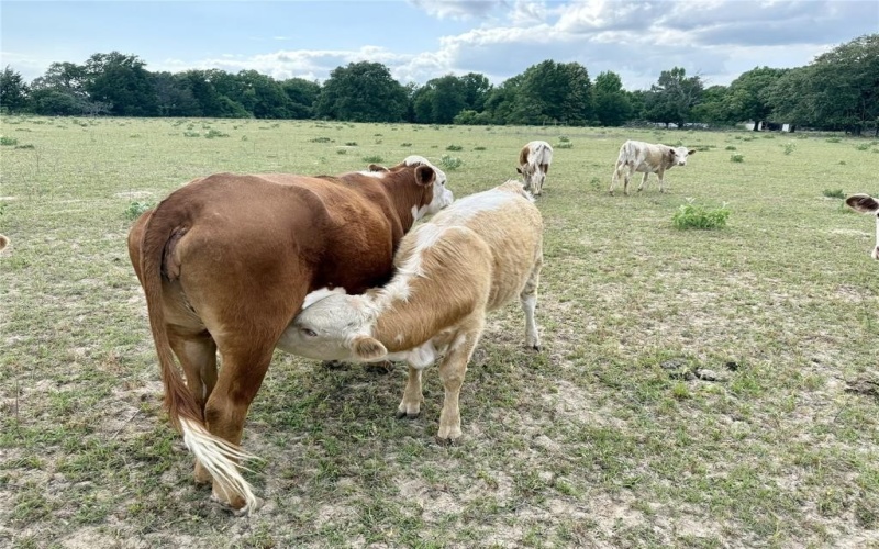 1211 VZ County Rd 4418, Canton, TX 75103, ,Commercial Sale,For Sale,1211 VZ County Rd 4418,0,21189729