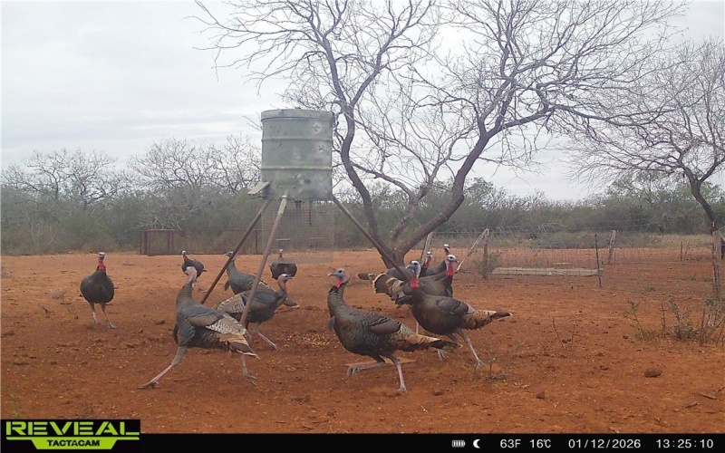 CR 145 & CR 173, Alice, TX 78332, ,Farm,For Sale,CR 145 & CR 173,0,473038