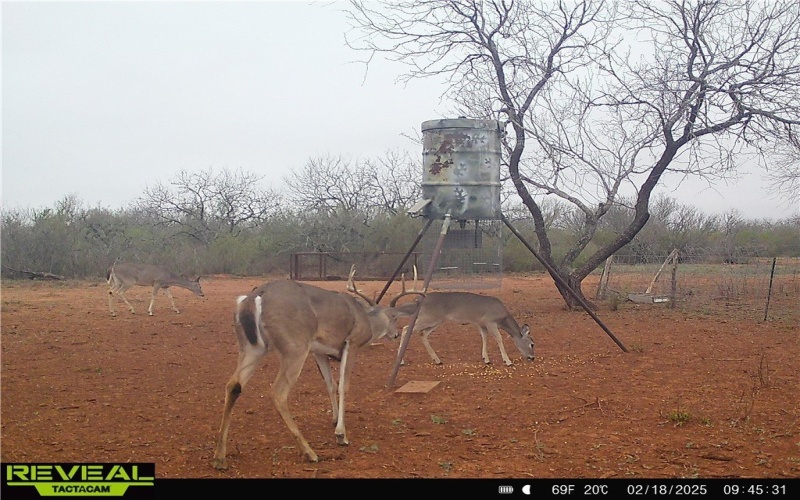 CR 145 & CR 173, Alice, TX 78332, ,Farm,For Sale,CR 145 & CR 173,0,473038