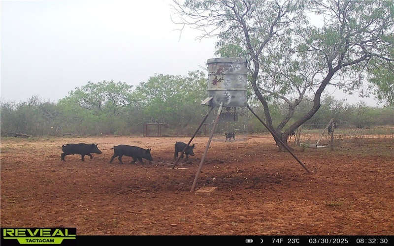 CR 145 & CR 173, Alice, TX 78332, ,Farm,For Sale,CR 145 & CR 173,0,473038