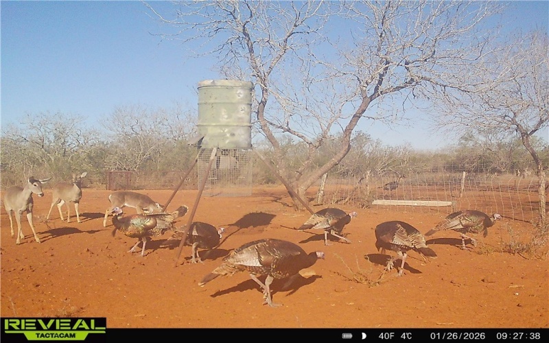 CR 145 & CR 173, Alice, TX 78332, ,Farm,For Sale,CR 145 & CR 173,0,473038