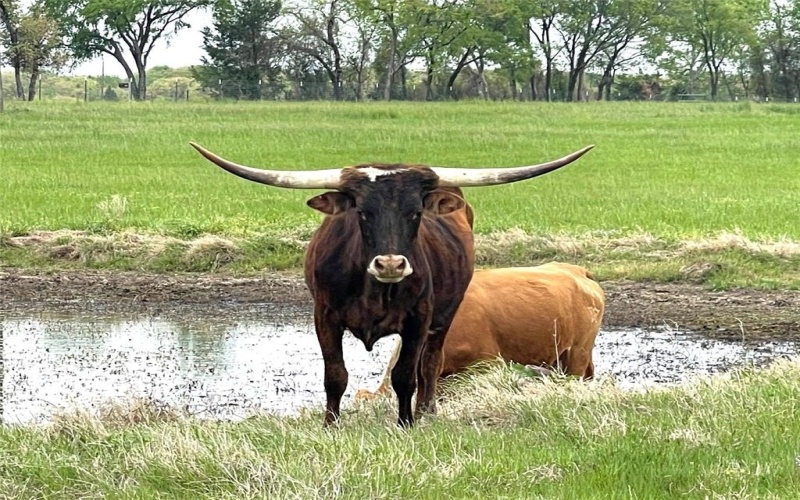 Phase 1 Lot 7 William Brewer Road, Tioga, TX 76271, ,Tierra,En Venta,Phase 1 Lot 7 William Brewer Road,0,21205681