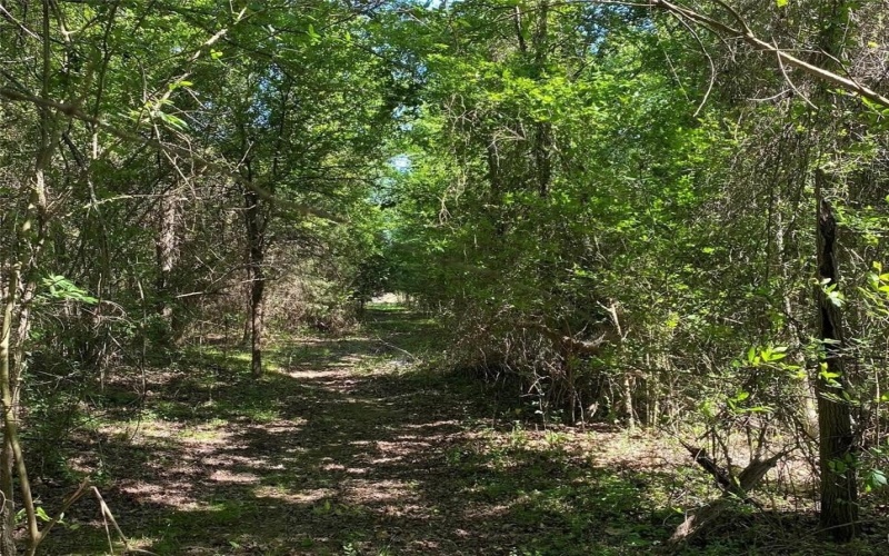 1215 CR 4165, Quitman, TX 75783, ,Land,For Sale,1215 CR 4165,0,21224175