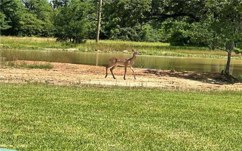 17303, 17305, 17401 Highway 21 W, North Zulch, TX 77872, 3 Bedrooms Bedrooms, ,3 BathroomsBathrooms,Residential,For Sale,17303,17305,17401 Highway 21 W,0,26004380