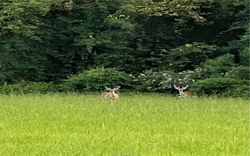 17303, 17305, 17401 Highway 21 W, North Zulch, TX 77872, 3 Bedrooms Bedrooms, ,3 BathroomsBathrooms,Residential,For Sale,17303,17305,17401 Highway 21 W,0,26004380